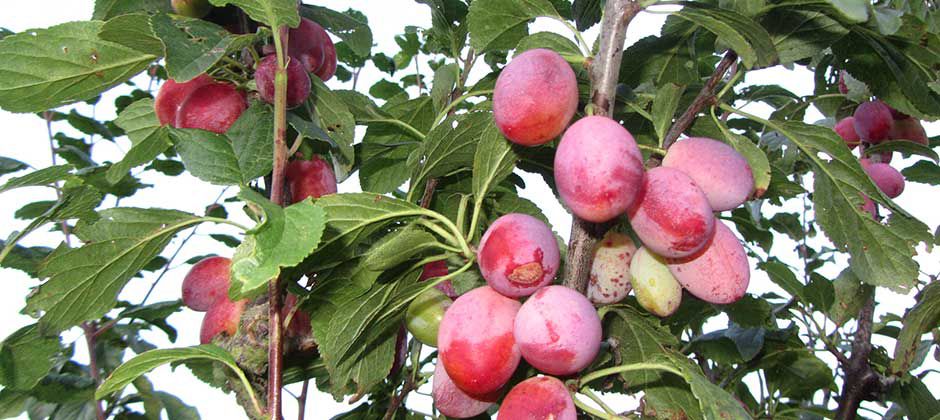 Baumschule Ritthaler Obst für Garten, Feld und Wiese